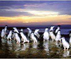 Penguin Parade Day Tours